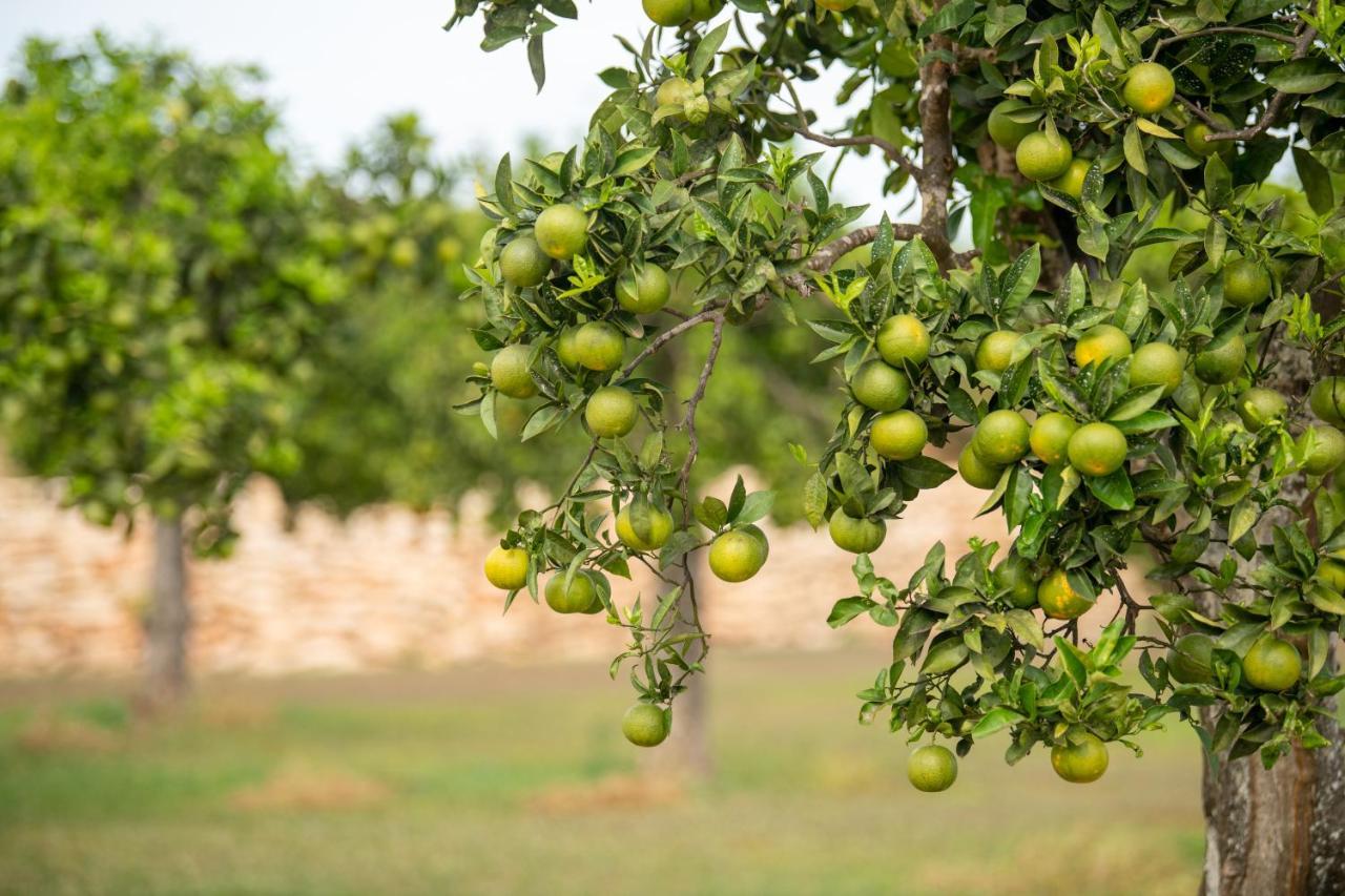 Agroturismo Safragell Ibiza Suites & Spa Làng Sant Llorenç de Balafia Ngoại thất bức ảnh